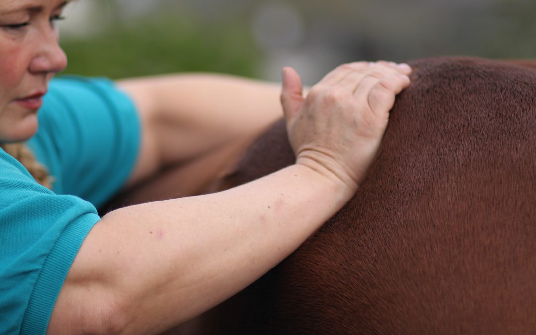 Pferdemassage – Kurs für Interessierte
