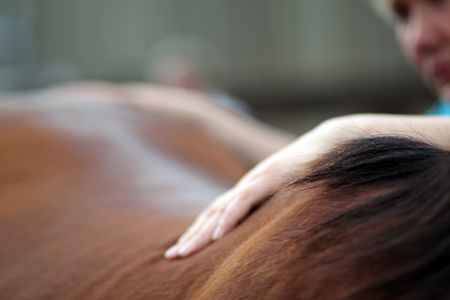 Massage für das Sportpferd als Tunier-vor/nach-Bereitung
